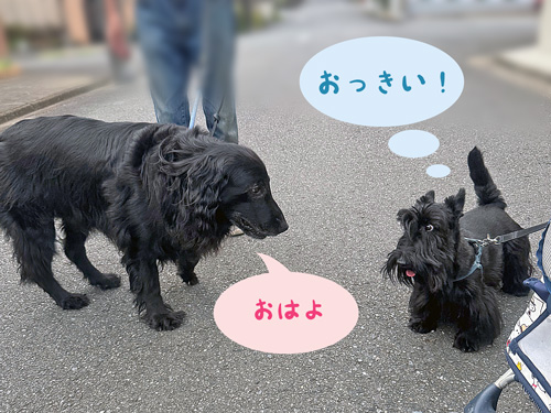 フラットコーテットレトリバーのリサちゃんとファラ