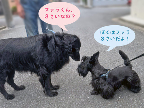 フラットコーテッドレトリバーのリサちゃんとファラ