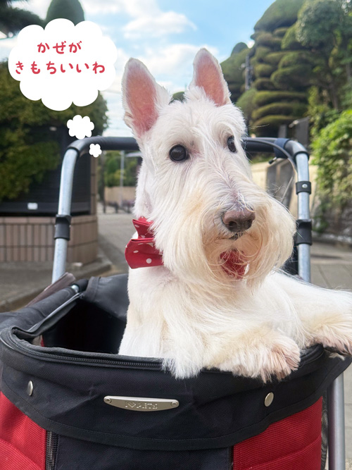 スコティッシュテリア　シェリー