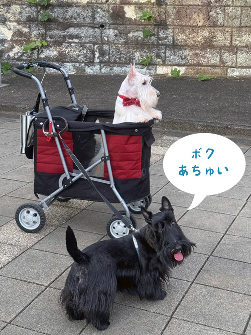 スコティシュテリアのシェリーとファラ
