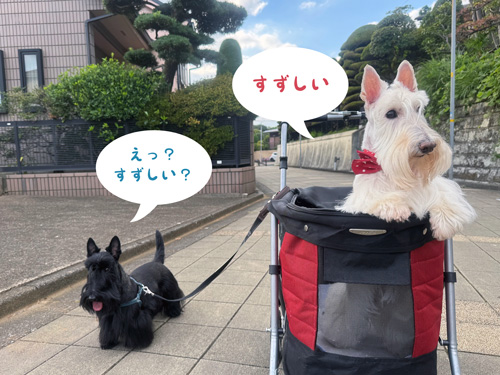 スコティッシュテリア　シェリーとファラ