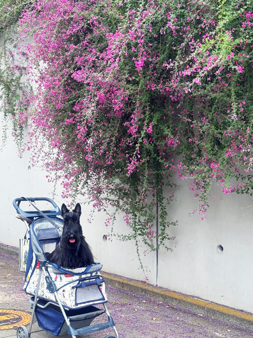 スコティッシュテリアのファラ