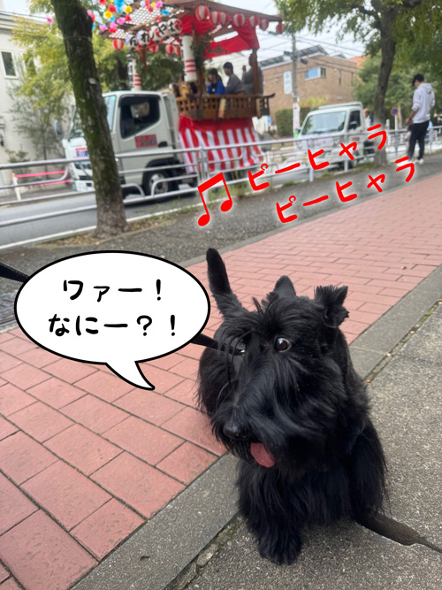 スコティッシュ・テリア ファラ