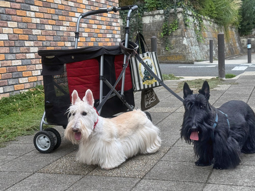 スコティッシュ・テリア シェリーとファラ