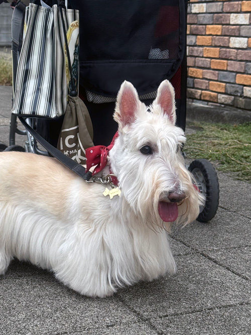 スコティッシュ・テリア シェリー