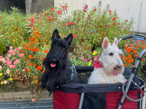 スコティッシュ・テリア シェリーとファラ