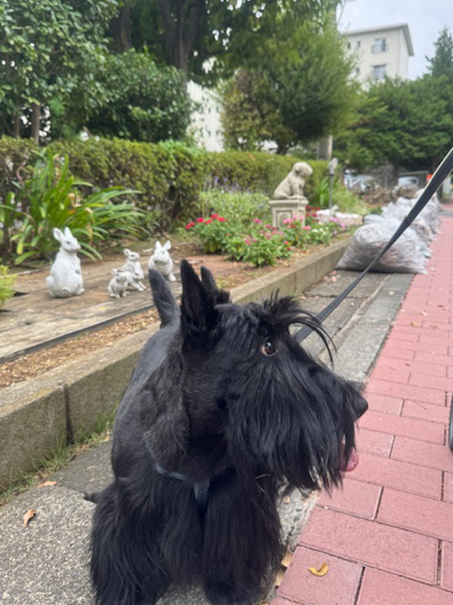 スコティッシュ・テリア ファラ