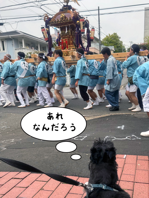 スコティッシュ・テリア ファラ