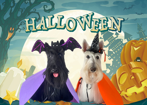 スコティッシュテリアのシェリーとファラ