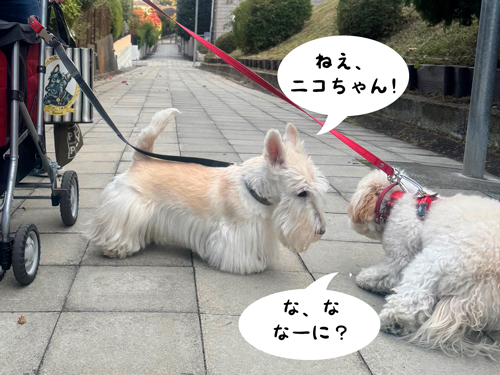 シェリーとニコちゃん