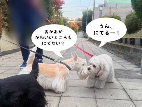 シェリーとニコちゃん