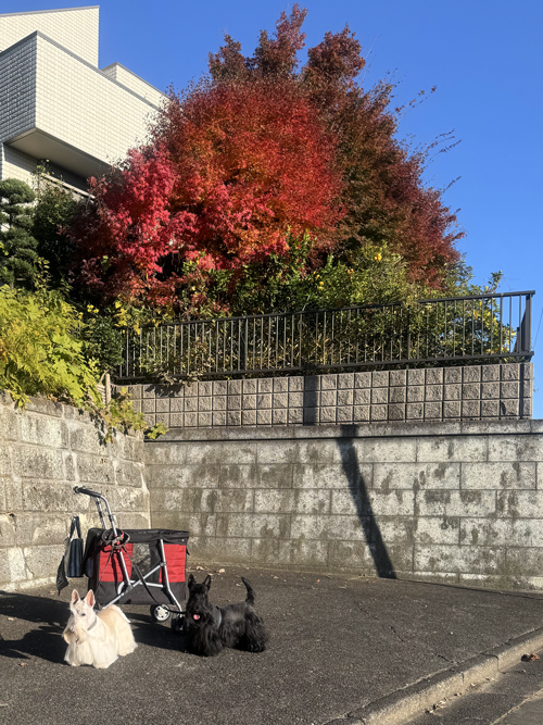 スコティッシュテリアのシェリーとファラ