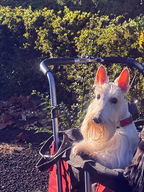 スコティッシュテリアのシェリー