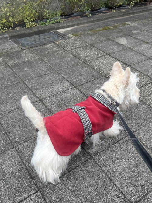 スコティッシュテリアのシェリー