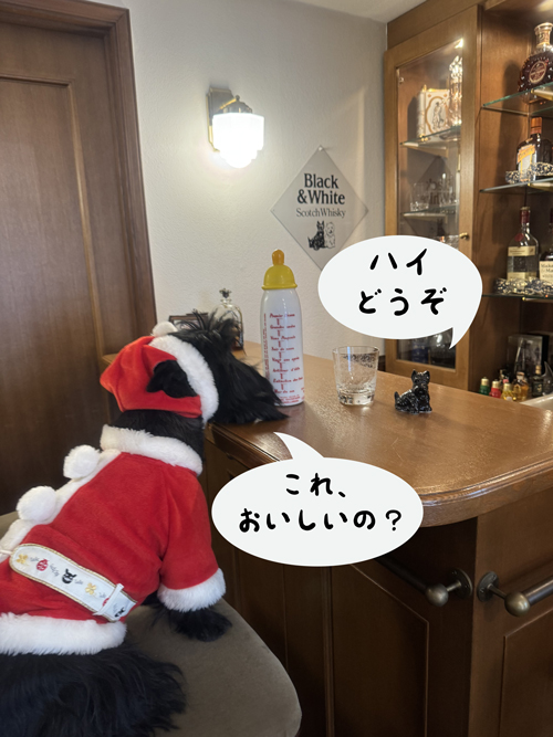 バーで呑むスコティッシュテリアのファラサンタ