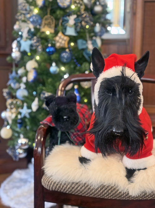 スコティッシュテリアのファラサンタとハロッズくん