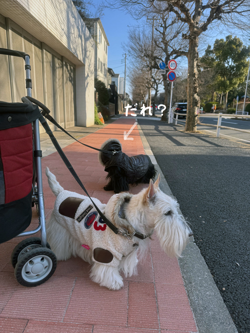 スコティッシュテリア　シェリーとファラ