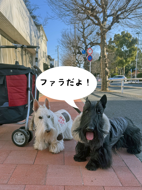 スコティッシュテリア　シェリーとファラ