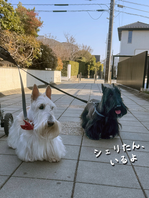 スコティッシュテリア　シェリーとファラ