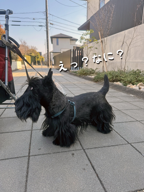 スコティッシュテリア　ファラ