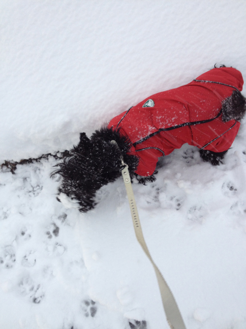 スコティッシュテリア　ハッピー