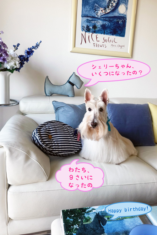 スコティッシュテリアのシェリー