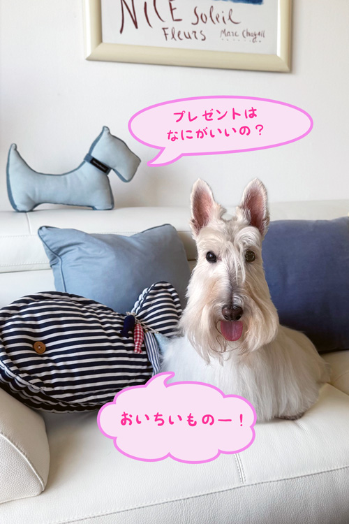 スコティッシュテリアのシェリー