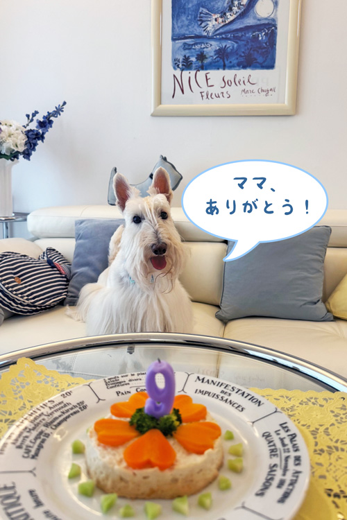 スコティッシュテリアのシェリー