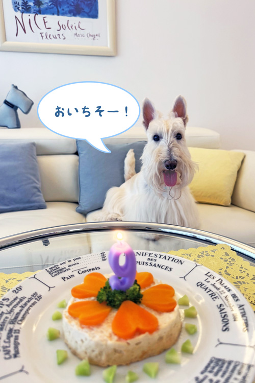 スコティッシュテリアのシェリー