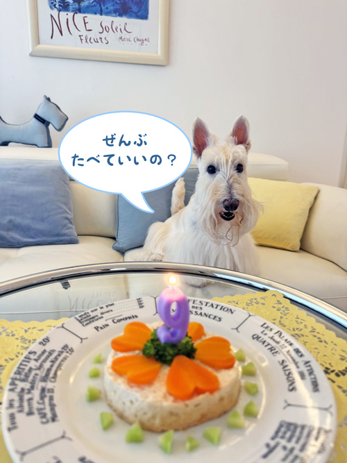 スコティッシュテリアのシェリー