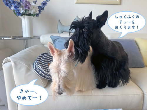 スコ
