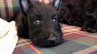 Scottish Terrier HAPPY