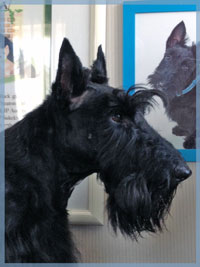 Scottish Terrier HAPPY