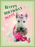 Scottish Terrier HAPPY