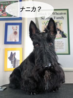 ScottishTerrier Happy