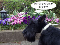 Scottish Terrier  ハッピーとプッチ