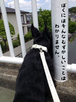 Scottish Terrier  ハッピーとプッチ