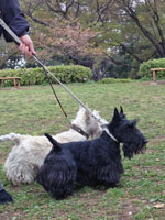 駒沢公園のハッピーとプッチ