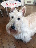 Scottish Terrier Pucci