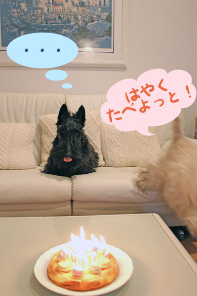 スコティッシュ・テリア ハッピー&プッチ