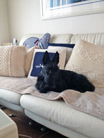 Scottish Terrier HAPPY