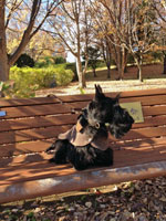 scottishterrier_happy