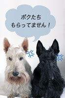 Scottish Terrier_Happy Pucci