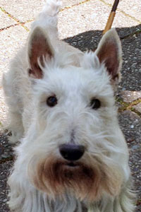 scottishterrier_pucci