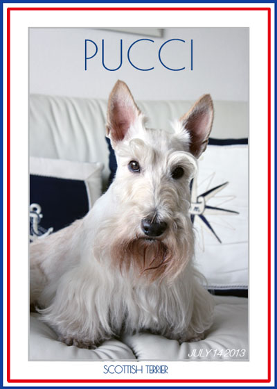 scottishterrier pucci