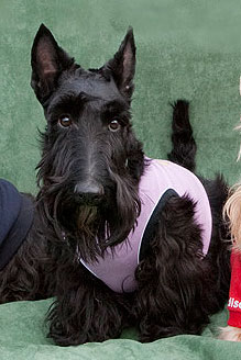スコティッシュ テリアに恋して I Scottish Terrier Freak 7 大君のページ