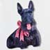 Scottish Terrier magnet